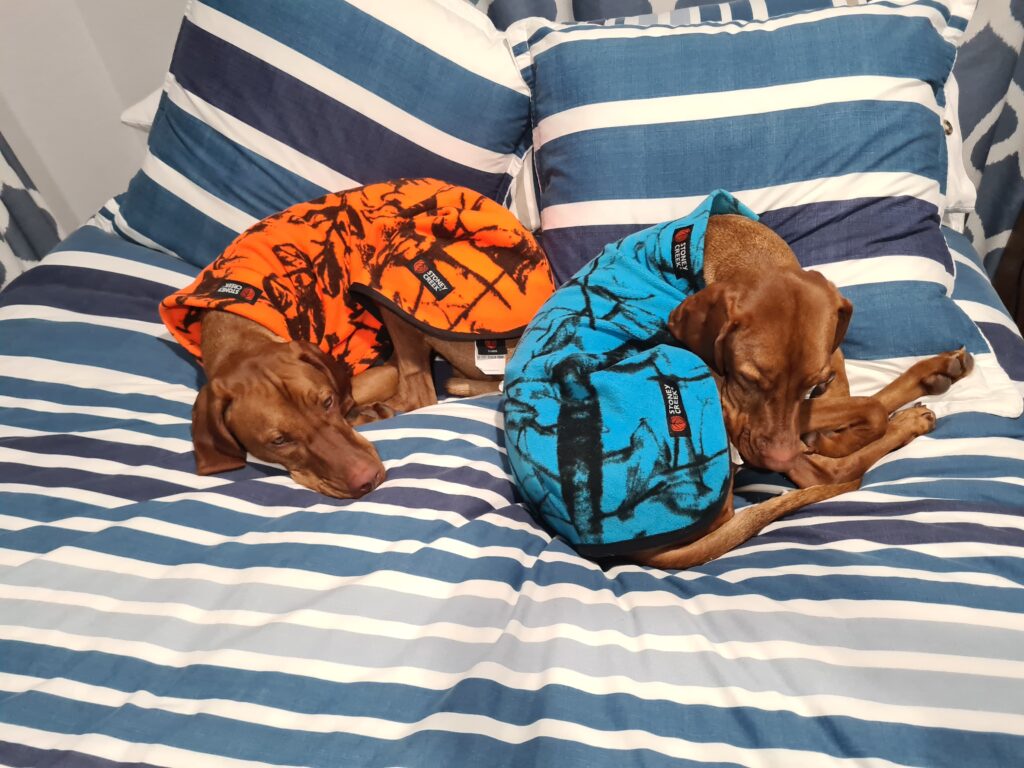 Two dogs, possibly Vizslas, wearing colorful jackets curl up on a striped bed. The dog on the left wears an orange jacket, and the dog on the right wears a blue jacket. The bed has blue and white striped pillows.