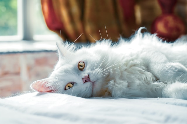 A fluffy white cat with yellow eyes lies on a white surface, looking directly at the camera. A window with light streaming through and blurred curtains are in the background. Despite its serene appearance, this feline knows the discomforts of gastroenteritis in cats all too well.