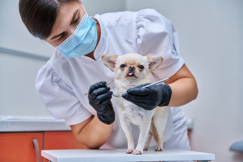 A veterinarian wearing a mask and gloves is performing a dog dental cleaning on a small white Chihuahua standing on a table.