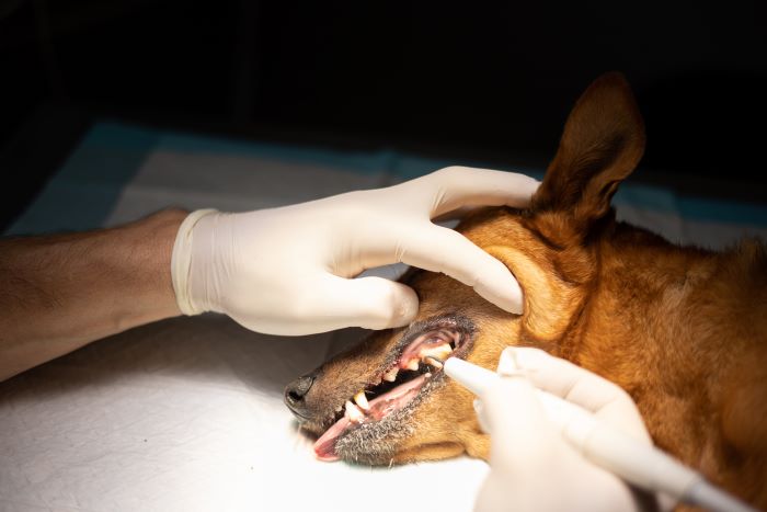 A veterinarian in white gloves, specializing as a vet dentist, examines the teeth of a brown dog lying on an examination table.