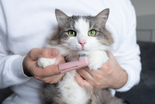 A PD pet parent brushes their cat's teeth