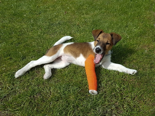 Dog Leg Amputation Because of a Wet Cast Bandage PD Insurance NZ
