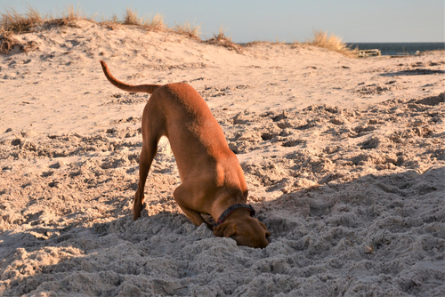Charlie the Vizsla with his head buried in the sand on a beach, with dunes and dry grass in the background, looks like a whimsical scene from a dog story.