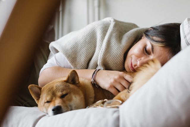 A woman lies on a bed, wrapped in a blanket, cuddling a sleeping Shiba Inu dog