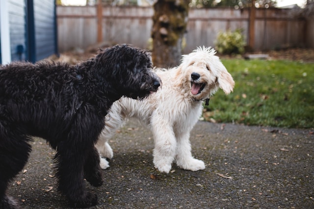 Two fluffy dogs, one black and one white smiling at eachother