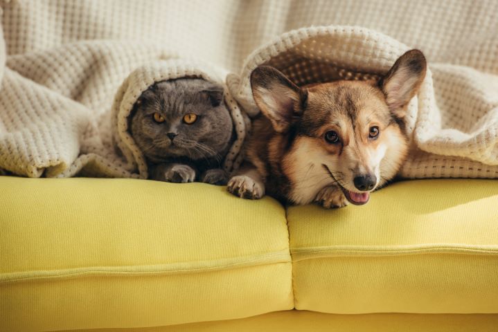 A cat and a dog lie under a blanket on a yellow sofa, looking toward the camera, celebrating PD Insurance birthday.
