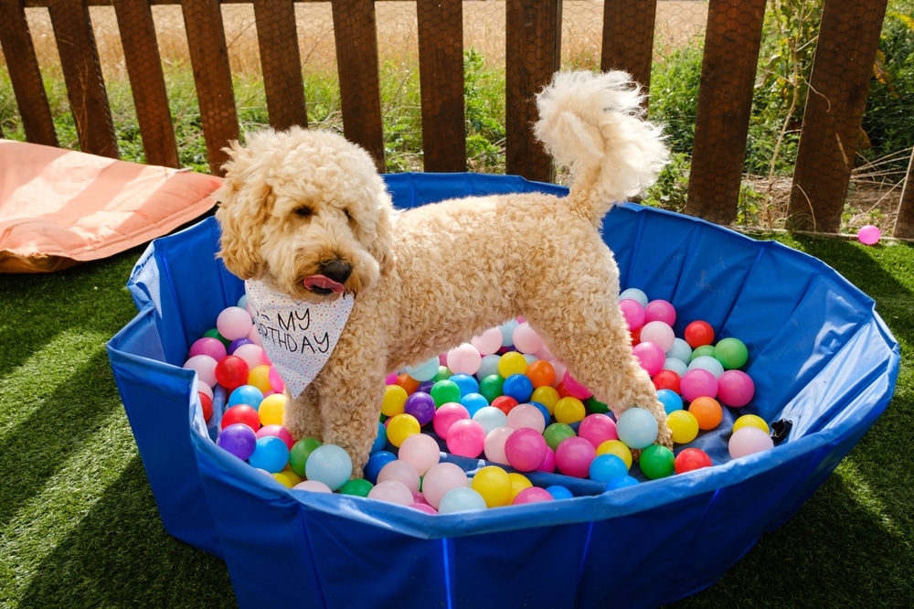 A curly-haired dog wearing a "My Birthday" bandana stands in a blue kiddie pool filled with colorful plastic balls outdoors—a playful dog birthday idea sure to make their special day unforgettable.