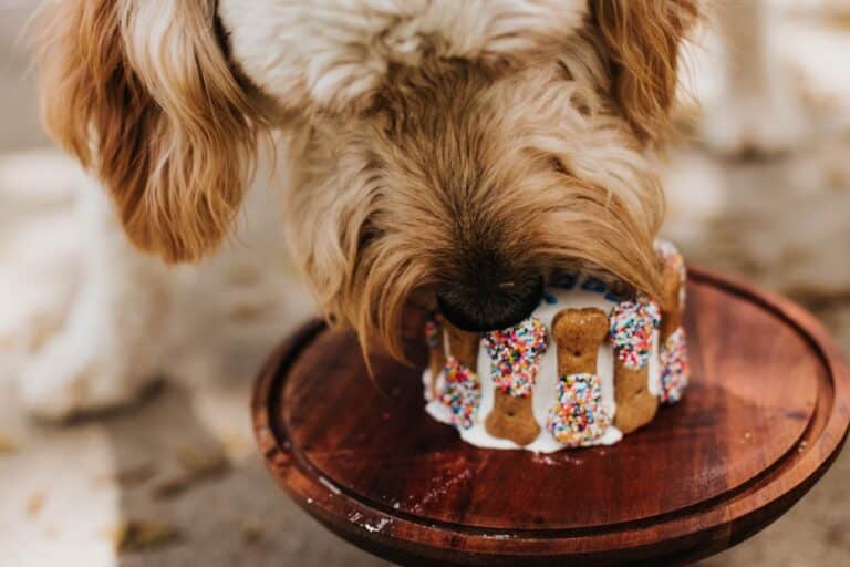 A dog enjoys a delicious dog birthday cake decorated with sprinkles and bone-shaped treats, placed on a wooden cake stand—a perfect treat from your favorite dog birthday cake recipe.