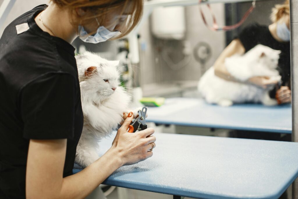 A person wearing a mask trims the claws of a long-haired white cat on a grooming table.