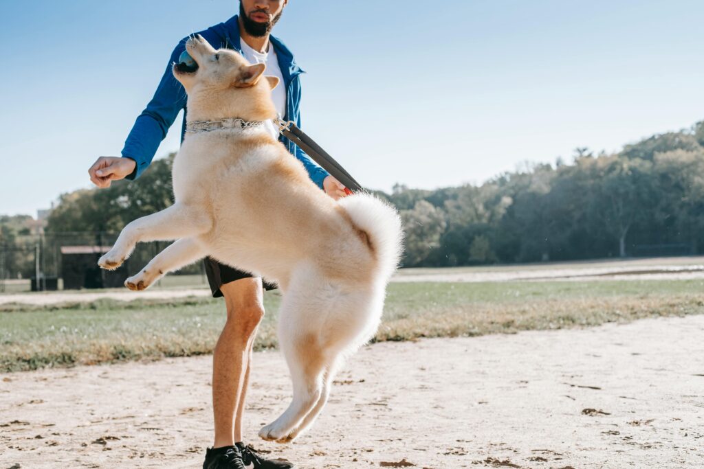 A person in a blue jacket and black shorts holds the leash of a large, light-colored dog that is jumping with all four paws off the ground in an outdoor park setting, showcasing their playful moment. They could be using one of the best AI pet apps for training tips or even tracking activity—maybe something like ChatGPT.
