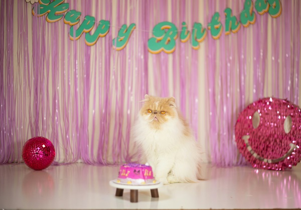 A fluffy white and orange cat sits in front of a small pink birthday cake. The background has pink and purple streamers with a "Happy Birthday" banner. There are pink decorations on the floor, creating the perfect setup to celebrate this beloved pet's birthday.