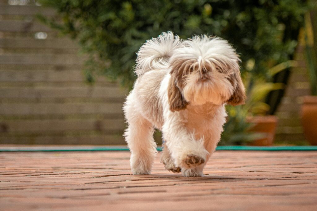 A small, fluffy dog with a shaggy coat walks on a brick path outdoors with greenery in the background, perfectly abiding by the local dogs bylaws.