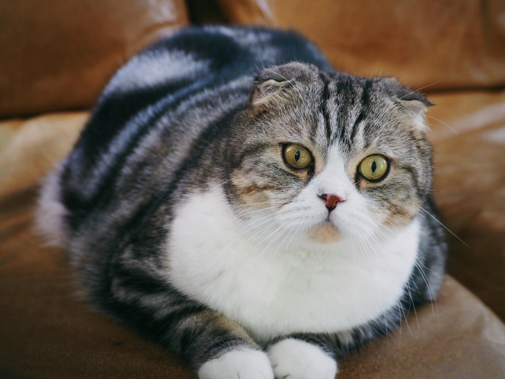 A Scottish Fold cat with a striped gray and white coat lies on a brown leather couch, looking directly at the camera—a charming reminder of the importance of pet obesity day and caring for overweight pets.