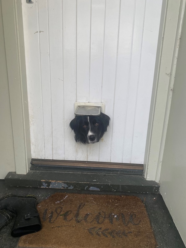 A dog's head is peeking through a cat flap in a door.