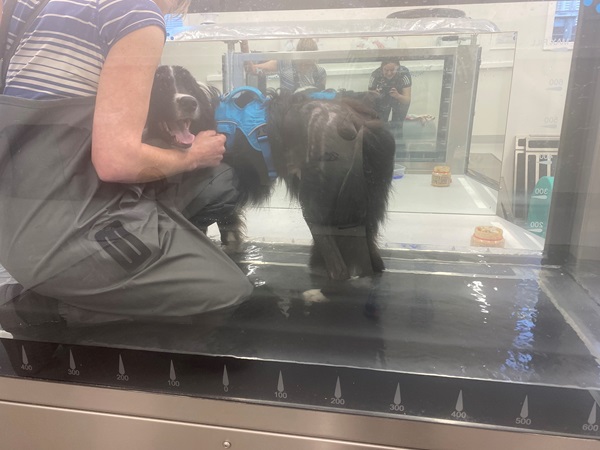 A dog is undergoing hydrotherapy on an underwater treadmill with the assistance of a person wearing waders, following a period of crate rest. Other individuals are visible in the background.