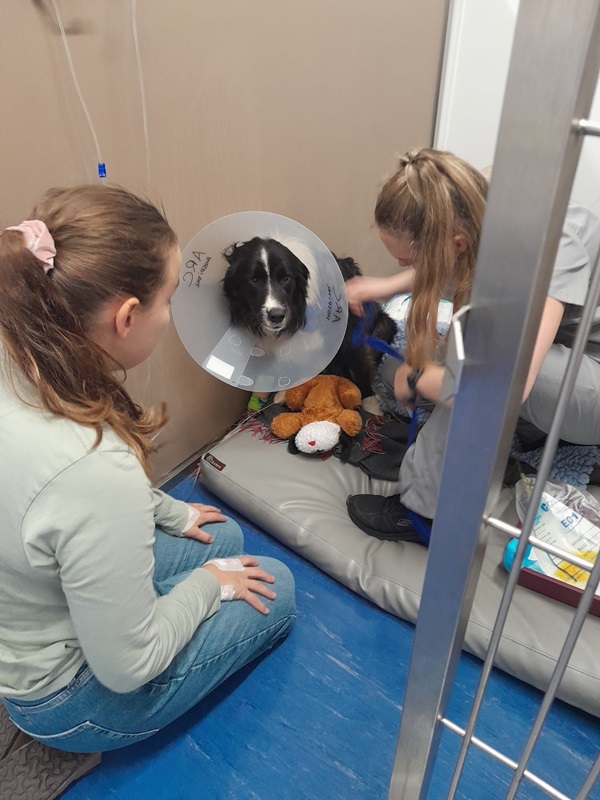 Two people are attending to a black and white dog wearing a plastic cone, lying on a cushion with a toy during its crate rest. One person is petting the dog, while the other appears to be administering care.