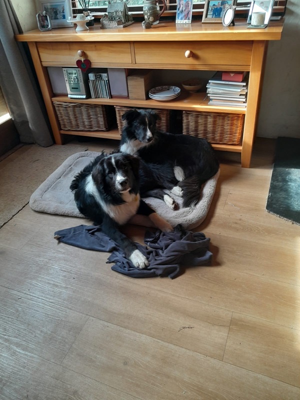 Two black and white dogs are lying on a pet bed on a wooden floor, enjoying some crate rest. One dog is sitting up while the other is lying down. A wooden cabinet with various items is in the background.