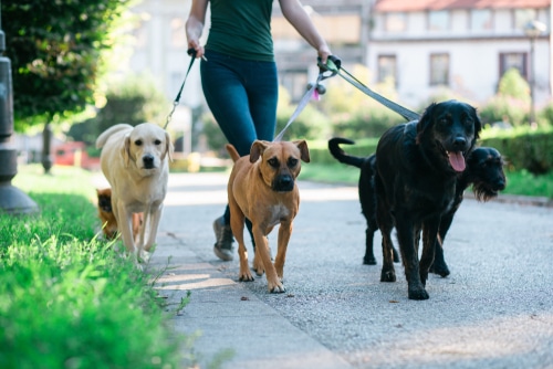 A person enjoys a pack walk, managing five dogs on leashes along a park path, with lush green grass and towering trees visible in the background.