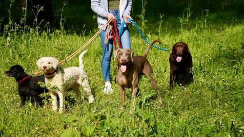 A person enjoys a pack walk, leading four dogs of different breeds on leashes through a lush, grassy area.