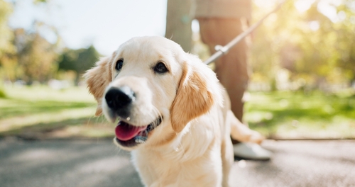 Golden retriever on a leash, outdoors in a park on a sunny day, close-up shot showing the dog's happy expression - celebrating National Guide Dog Month 2024.