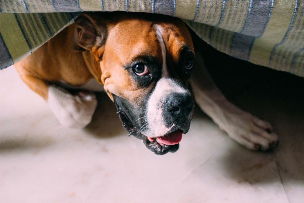 A brown and white boxer dog lies under a bed, looking up with its mouth open and tongue partially out, seeking comfort from the noise of fireworks outside.