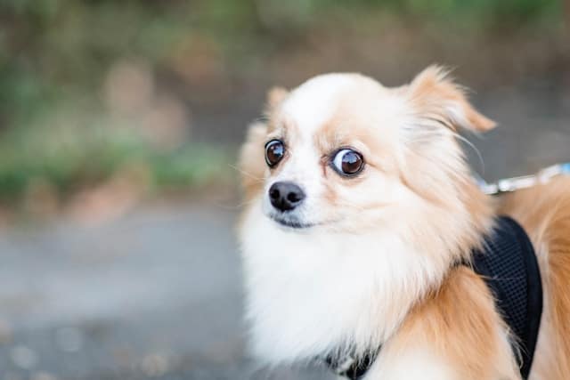 A small, fluffy dog with light brown and white fur is wearing a black harness, scared during Guy Fawkes fireworks