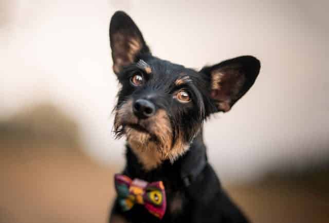 A small black dog with a short coat and perked ears is wearing a colorful bowtie and looking towards the camera.