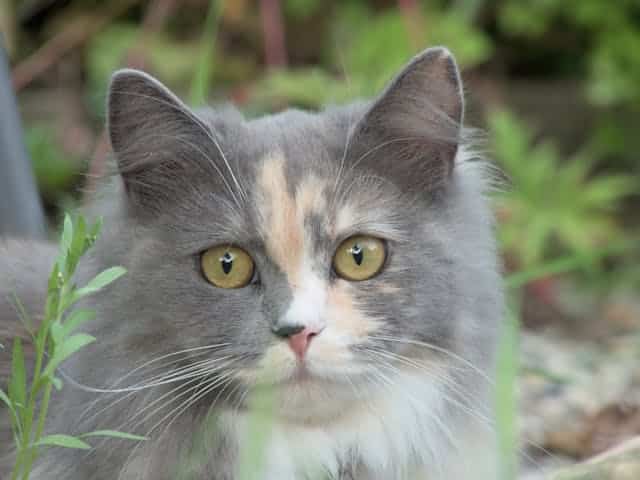 A fluffy gray and white cat with yellow eyes is surrounded by greenery.