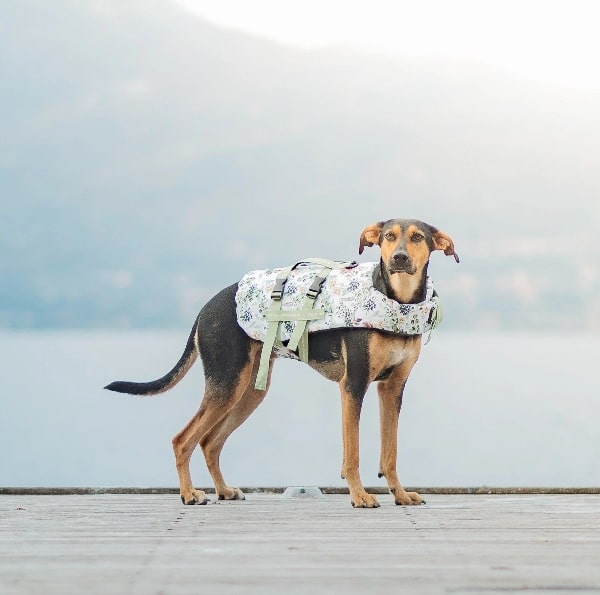 A dog wearing a floral-patterned harness stands on a wooden dock with water and mountains in the background—perfect inspiration when looking for good Christmas gifts for dogs.