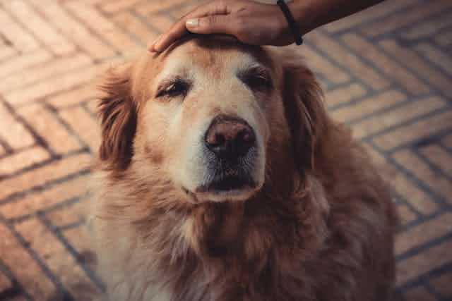 A person gently pats the head of a golden retriever on a paved surface, perhaps pondering how dog aging transforms those playful days into cherished memories.