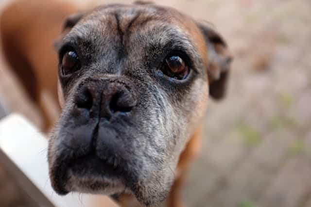 Close-up of a brown and gray dog with soulful eyes looking directly at the camera, a reminder of how quickly they age when using the dog to human year conversion.