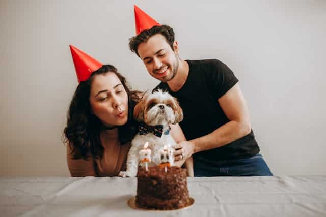 Two people with a small dog wearing party hats celebrate with a chocolate cake on the table, wondering how old their dog is in human years.