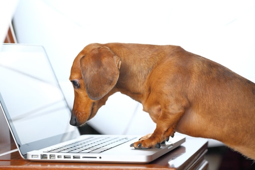 A dachshund intently looks at a laptop screen, standing on a keyboard with its front paws, as if critiquing the Top Read Post of 2024.