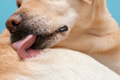 A close-up of a dog licking its own back, possibly due to itchy skin, showing the tongue and fur against a blue background.
