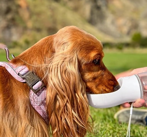 A brown dog with long ears drinks water from a portable pet water bottle.