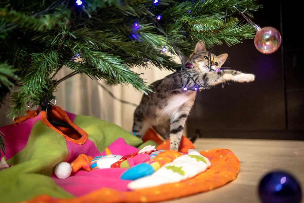 A tabby kitten reaches up to bat at a Christmas tree ornament, standing on a colorful mat beneath the decorated tree—a cute reminder that festive décor can pose pet health risks during the holidays.