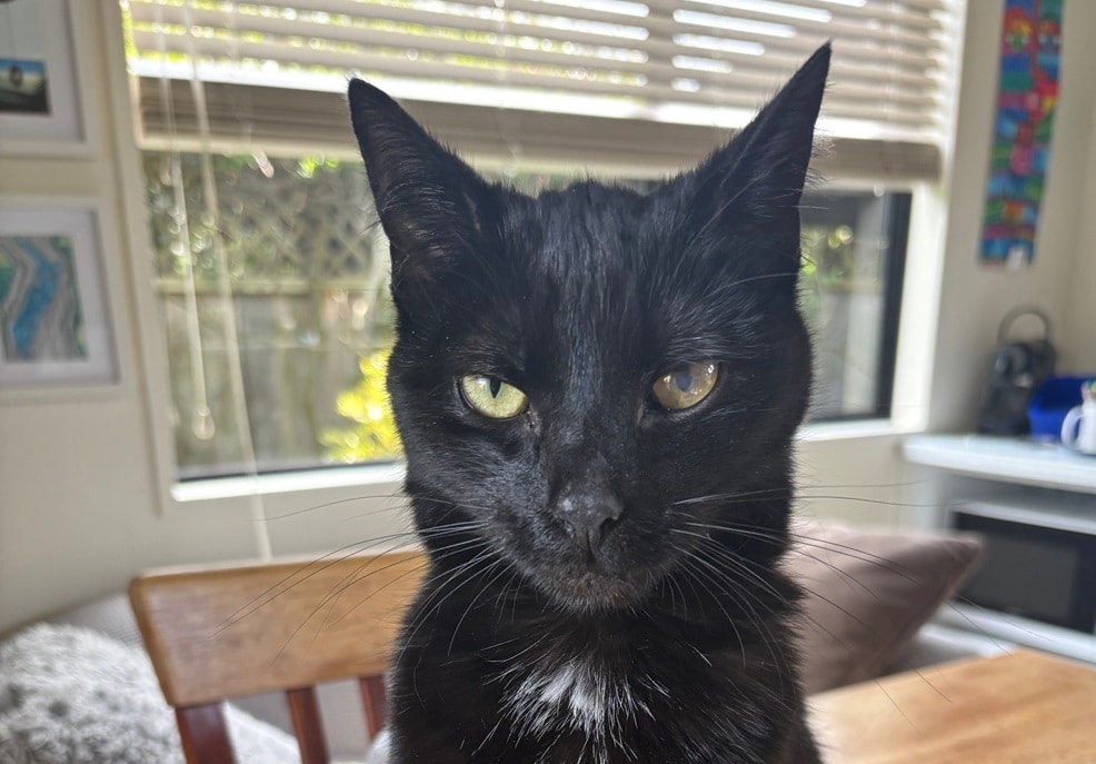 Alpine's Story unfolds as a black cat with mesmerizing green eyes sits indoors, facing the camera. The window and blinds in the background cast soft shadows, hinting at adventures untold.