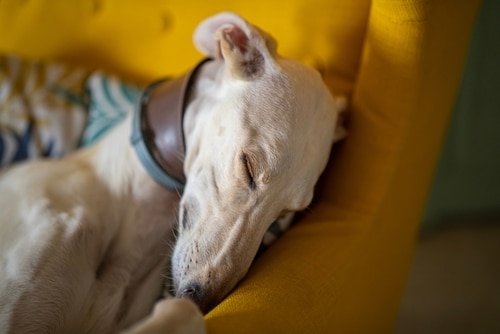 A retired greyhound with a brown collar sleeps on a bright yellow chair, its head resting against the cushion.