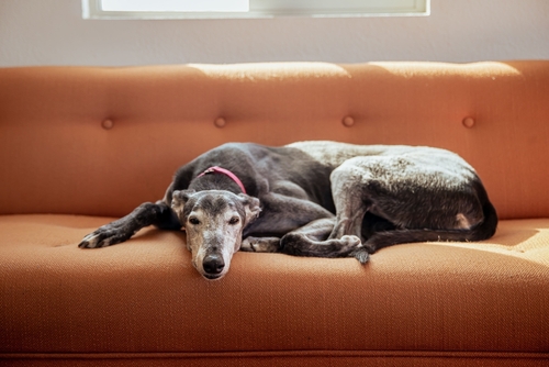 A retired greyhound dog with a red collar is lying on an orange sofa, resting its head on the cushion and looking toward the camera—a heartwarming example of the gentle companions you can meet through Greyhound Adoption NZ.
