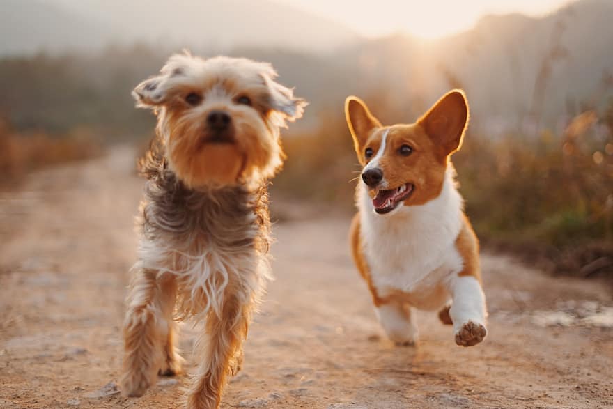 Two dogs joyfully engage in a pack walk along a dirt path during sunset, the hilly background softly blurred behind them.