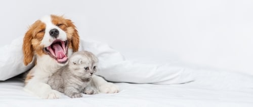 A puppy and a kitten lie on a bed, partially covered by a white blanket. The puppy has its mouth open, while the kitten looks ahead.