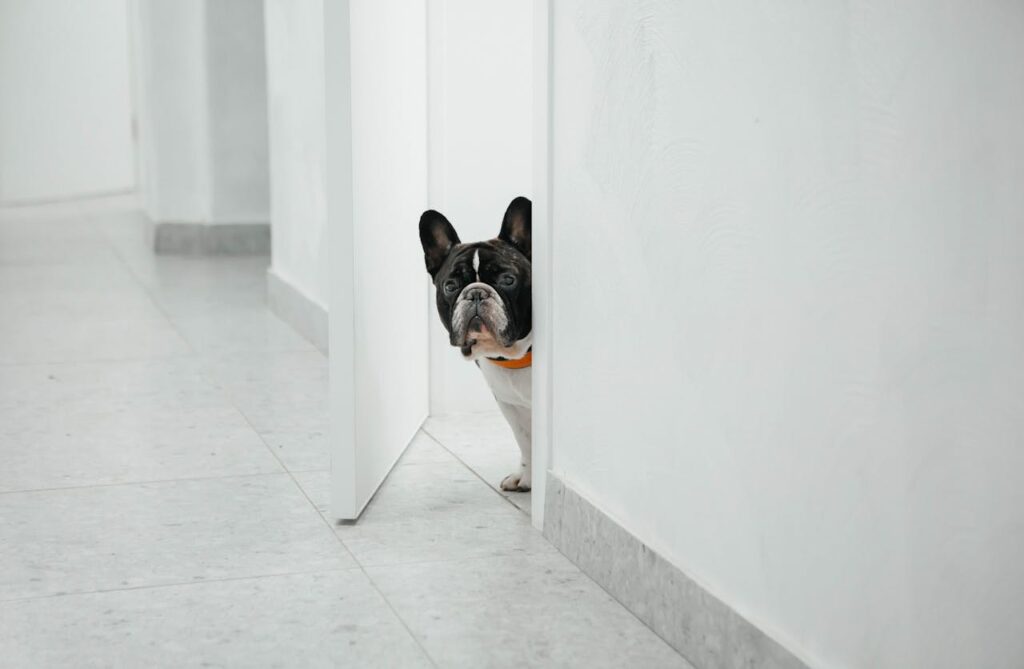 A Bulldog with black and white fur and an orange collar peeks through a partially open white door in a minimalist room, perhaps curious if the dog food is responsible for why his farts smell so bad.