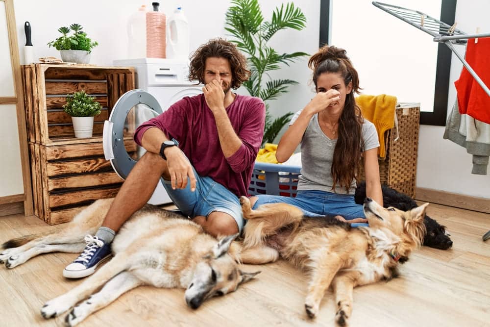 A man and woman sit on the floor, pinching their noses as they're surrounded by laundry and two large dogs. The dog farts smell horrible, adding an unexpected twist to their chore-filled day.
