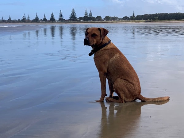 A brown dog with a black collar sits on a wet sandy beach, warily eyeing the waves after hearing Tū's story of seal attacks. Trees and the ocean stretch out in the background, painting a picturesque yet cautious scene.