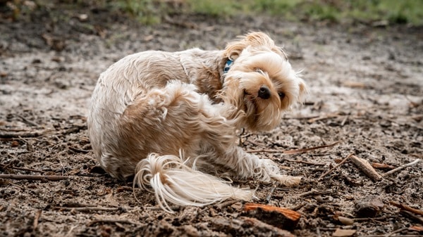 A small, fluffy dog sits on a dirt-covered ground, looking back while scratching its ear with a hind leg, likely pondering a flea injection for relief.