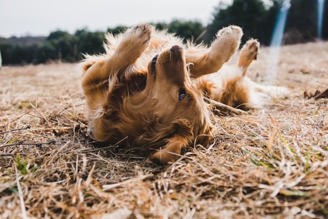 A golden retriever, having just finished its year-long flea treatments, lies playfully on its back in a grassy field under the clear sky, with trees framing the serene scene.