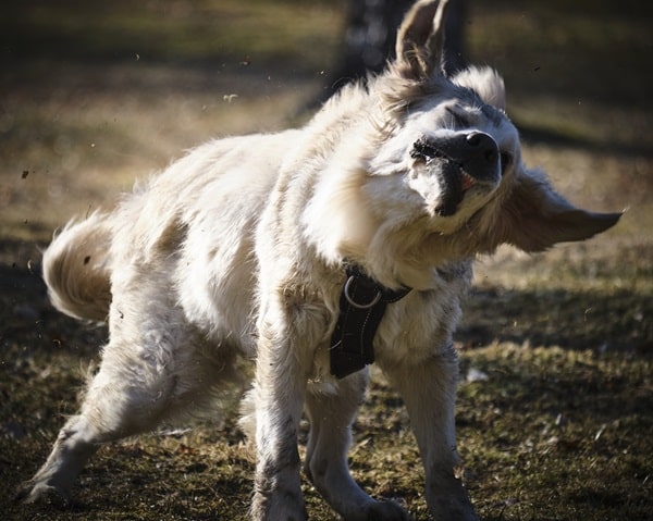 A dog, freshly treated with a flea injection to treat fleas.