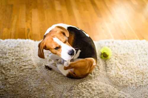 A beagle sits on a beige rug in a room with wooden floors, turning its head back to scratch its side—perhaps it needs a flea injection to treat fleas.