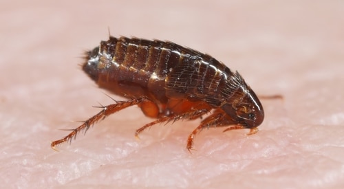 Close-up of a flea on a textured pink surface, showing its dark, segmented body and long legs—a reminder of the importance of knowing how to treat fleas on dogs effectively.