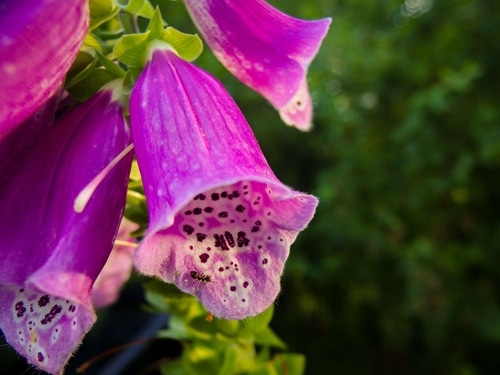 Close-up of a purple foxglove flower with a small black insect on the lower petal, highlighting the risk of accidental ingestion or presence of foreign bodies, set against a blurred green background.